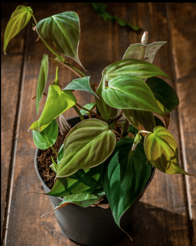 philodendron micans: care and styling guide